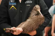 Endangered Kiwi Return to Wellington After Century-Long Absence