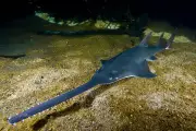 Endangered Sawfish at Risk from WA Water Extraction Plan