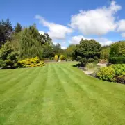 Epsom Salt: The Bathroom Staple for a Thicker, Greener Lawn This Spring