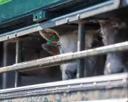EU Set to Allow UK to Keep Live Animal Export Ban in Post-Brexit Deal