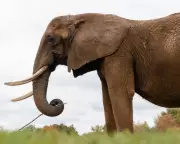 Europe's First Elephant Sanctuary Opens in Portugal to Rehome Captive Giants