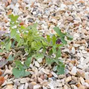 Experts Agree on One Method to Stop Weeds in Gravel