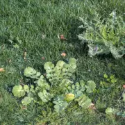 Expert's One Simple Spring Task to Stop Weeds in Lawn Forever