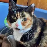 Family devastated after cat put down hours after going missing