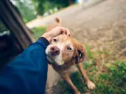 Family Moved by Vet's 'Angel' Letter After Putting 18-Year-Old Dog to Sleep