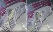 Farmer Peter Parker Stole 650 Sheep in Nighttime Market Heist, Jailed