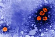 FDA Fast-Tracks Promising Hepatitis B Drug After Remarkable Trial Results