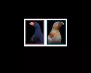 Fiona Pardington's Lost Birds of Aotearoa Stunning Photo Series