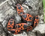 Firebugs Feast and Mate on Old Lime Tree in Norfolk