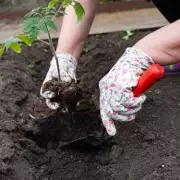 Five Plants to Sow in May for a Stunning Summer Garden Display