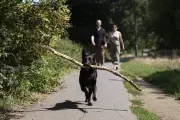 Five Ways to Protect Pets During a UK Heatwave This Summer