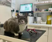 Flea Treatment Fakes: Toxic Risks and Vet Bills for Pet Owners