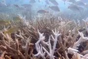 Florida Coral Crisis: Record Heat Threatens Reefs as Rescuers Battle Bleaching