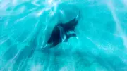 Florida Tightens Manta Ray Capture Rules but Rejects Full Ban