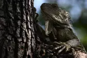 Florida Traffic Stop Reveals 13 Live Zip-Tied Iguanas in Truck