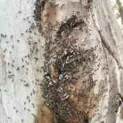 Flying Ant Day Expected Earlier and More Intense This Year
