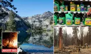 Fury Over US Forest Service Plan to Spray Glyphosate Near Lake Tahoe After Caldor Fire