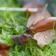 Gardeners Urged to Deter Slugs with Simple Sheep's Wool Barrier