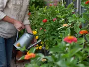 Gardeners Urged to Use Soaking Method for Plants in UK Heatwave