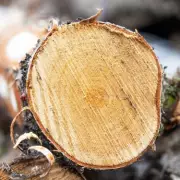 Gardeners Warned: Avoid Cutting This 'Forbidden' Tree in May