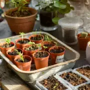 Gardening Expert Warns: Pot-Top Soil Mistake Ruins Seedling Growth