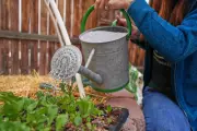 Gardening Myths Debunked: Avoid These Common Mistakes