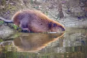 Georgia HOA's Beaver Trapping Plan Sparks Fierce Resident Backlash