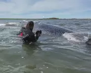 German Minister Defends Whale Rescue Despite Experts' Warnings