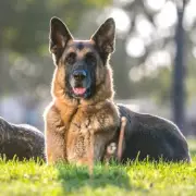 German Shepherds Discover Hidden Kittens in Garden Shed