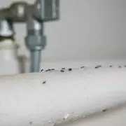 Get Rid of Ants with a 'Brilliant' Home Remedy You Already Have