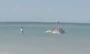 Ghouls Climb Dead Whale Carcass for Selfies After Failed Rescue