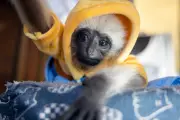 Gibbon Family Bonds Fuel Vulnerability in Brutal Exotic Pet Trade
