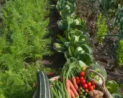 Give Your Veg Patch a Fresh Start: Gardening Tips for a Better Season