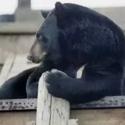 Glasgow Zoo Closes Forever After 56 Years and £3.5m Debt