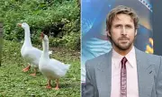 Goose Named Gandalf Stolen from Kent Pond; Community Devastated
