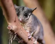 Green Groups Accuse Albanese of Weakening Australia's Nature Protection Laws