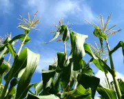 Growing Sweetcorn: A Delightful Summer Crop for Spacious Gardens