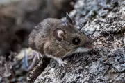 Hantavirus Symptoms and Spread Amid Deadly Cruise Ship Outbreak