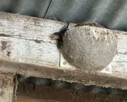 Heatwave Devastates Swallow Chicks in Norfolk: A Country Diary