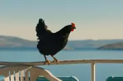 Hen: A Hungarian Film About a Chicken That Exposes People-Smuggling