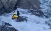 Hero Rescues Stranded Labrador After 60ft Cliff Plunge in Devon