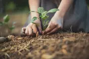 Hidden Lead in Your Garden: Risks and Safety Tips for UK Gardeners