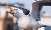 Highland Council's Gull Plan Criticised as 'Gulls Have Won' in Inverness