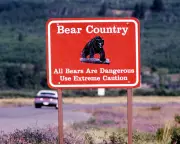 Hiker Killed in Rare Bear Attack in Montana Wilderness