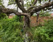 Historic Bramley Apple Tree Cottage Sold in Nottinghamshire