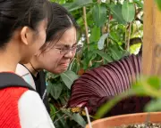 History's Greatest Bad Smells: From Corpse Flowers to Tofu Spills