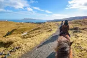 Horse Domestication Started 1,000 Years Earlier Than Thought