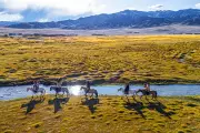 Horse Riding 1,300 Years Older Than Previously Thought, Study Finds