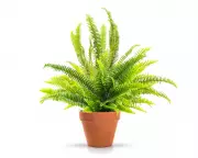 Houseplant Hacks: Damp Towel Trick Keeps Plants Hydrated While Away