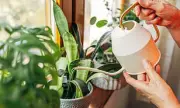 Houseplants Can Cool Your Home Naturally, Expert Reveals